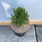 Smrek biely (Picea glauca) ´CONICA´ – výška 15-25 cm, kont. C2L